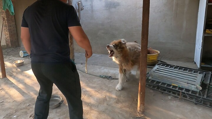 Alaska bites when its head is touched, and also protects food, cages, and toys. If the text is omitt