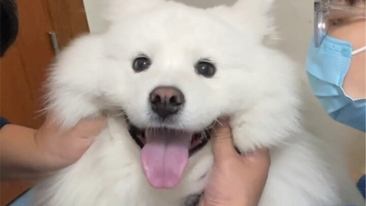 The vet is performing a lymph node exam on Hashi. He’s just too cute, so I’m sharing it with you rig