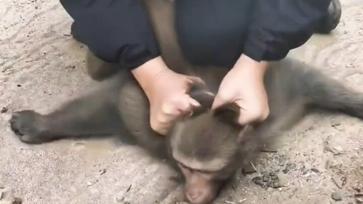 Monyet selebriti Nanjing, sebuah kisah monyet legendaris yang nakal.