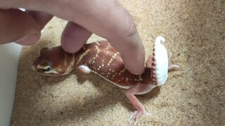 [Pets] What Happens When You Touch The Bottom Of Knob-tailed Gecko