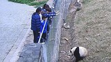 Pandas acting dumb in front of tourists is their thing.