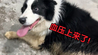 《鞭     牧》