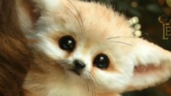 Big Ear Fox