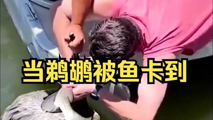 Rescuing a pelican stuck by a fish