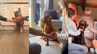 Anjing yang sangat kompak saling bergandengan tangan, keluarga yang sangat bahagia 💖