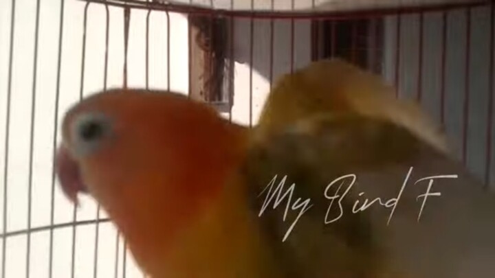 MANTAP TERBUKTI! Lovebird ini BISA Bikin LOVEBIRD Bisu dan LELET Jadi GACOR Cerewet, Cukup 2 Menit N