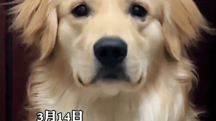 A woman takes an ID photo of her dog. On the count of three, the dog obligingly smiles. Netizens: “H