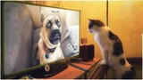 Funny Animal Videos 2022 ðŸ˜¹ðŸ�¶ ~ Cute and Funny animals Videos Compilation #46