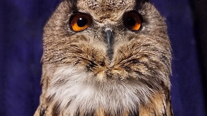 Phiên bản “giận dữ” của Goo-um Goo, nghe cẩn thận là nghiện đấy!