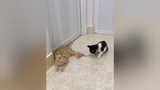 Có trái banh mà nó quằn dễ sợ cat mèo vitaminmèo