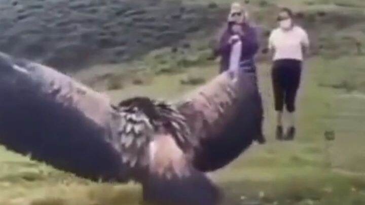 garuda Pancasila 😲versi asli!?!? 😲