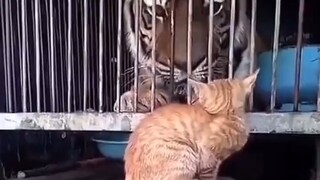 There's a reason why some cats can't go to heaven after they die.