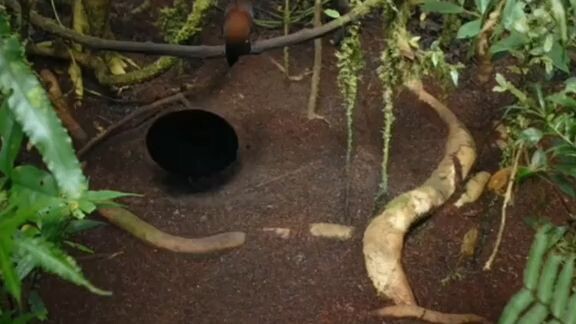 Tulad ka Rin ba Ng Western Parotia manligaw? 🐦