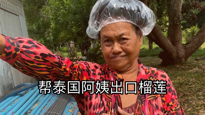 Thailand Durian Farm: What Happened Next After the Bathrobe Auntie Exported Durians?