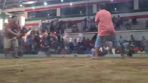 STA. ROSA COLISEUM  3 COCK ULUTAN CHAMPION ( 2nd FIGHT)