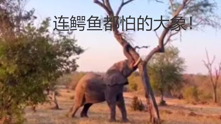 大象有多霸道？推倒整棵树、把鳄鱼赶出河！非洲最强“工程师”