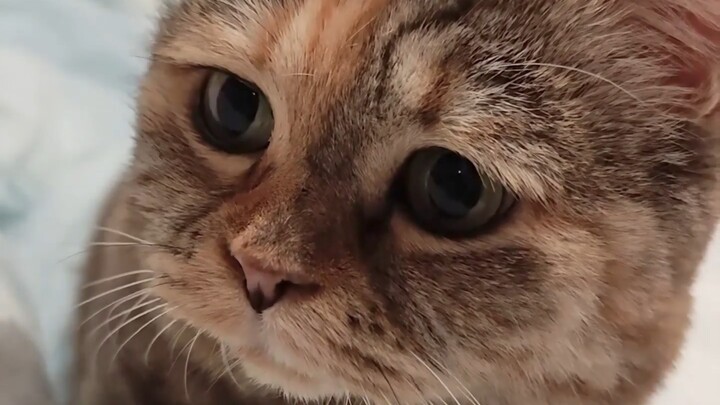 Do we not need cats anymore when it gets hot?