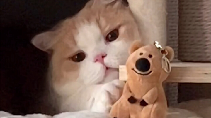 Turns out the little kitty’s power button is on its back!