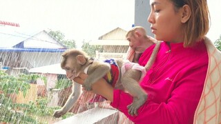 Heavy Raining!! Tiny Toto so happy when raining, She wants to touch & drinking the rainwater