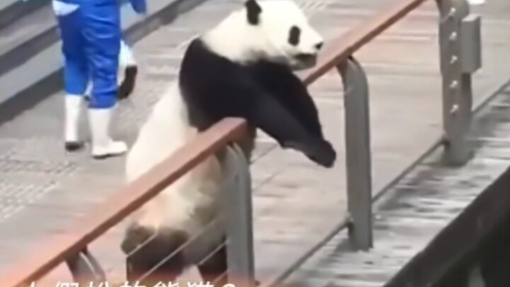 The panda finally understood Sichuan dialect—no amount of jumping into the Yellow River could wash a