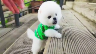 AWW - 🐶🐱Super Cute Dog And Cat video Compilation | Pets House