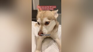 Oops. That wasn’t a good idea. 😂🙉foryoupage pets talk kleekai husky tiktalk