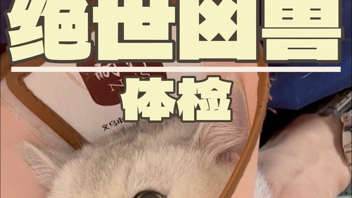 Menurut kalian, berapa persen peluang aku menang kalau aku bertarung sama dia?