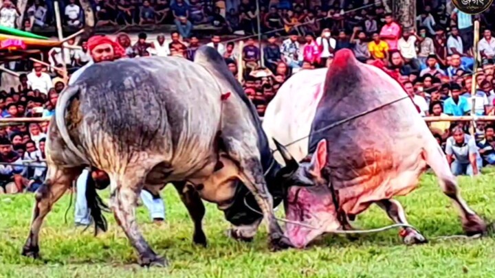 দাড়িয়ালা মাঠে লড়াই