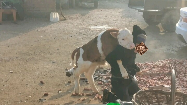 回村后看到小牛找我老爸玩，笑死我了