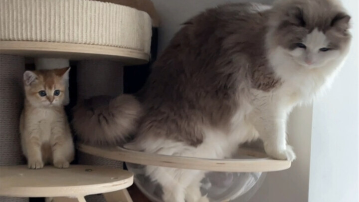 เจอแมวตัวใหญ่ขนาดนี้เป็นครั้งแรก ลูกแมวน้อยถึงกับตกใจจนตัวแข็งไปเลย!