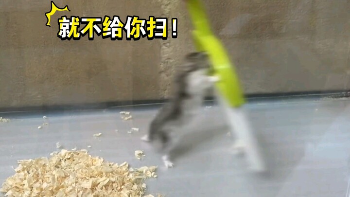 “Lời thề quyết ngăn cản từ lũ chuột”