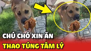 Chú chó dùng chiêu THAO TÚNG TÂM LÝ để XIN ĂN của Shipper 😂 | Yêu Lu