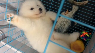 "So cute, silly little dog!"