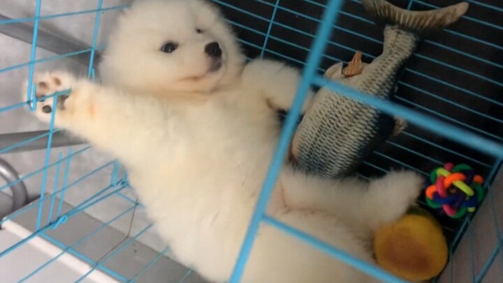 "So cute, silly little dog!"