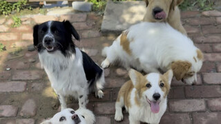 The group of puppies who want to eat my spicy hot pot has grown again, and now it has become the Paw