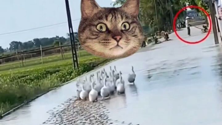 funny meme video