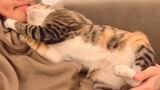 [Thú cưng] Khi bạn sở hữu một chú mèo vô cùng vô cùng bám người