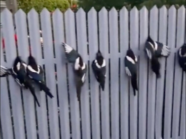 Menara pemotong kepala untuk burung gagak, perangkap burung di celah pagar