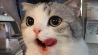 [Harian] Aku nonton acara makan kucing sampai aku menelan ludahku, dan ada suara mengeong lucu di ak
