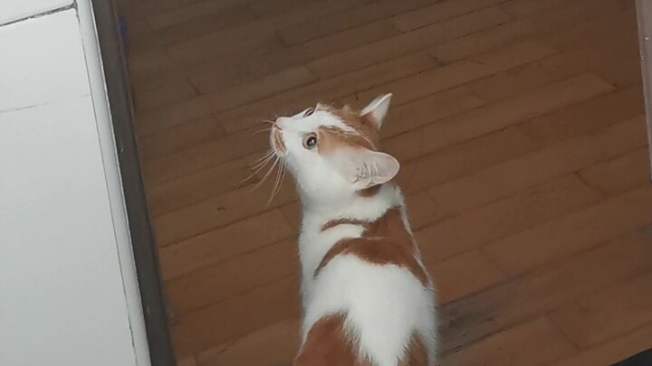 Cat and owner team up to wipe out Southern cockroaches—this is seriously awesome!! (Volume warning: 