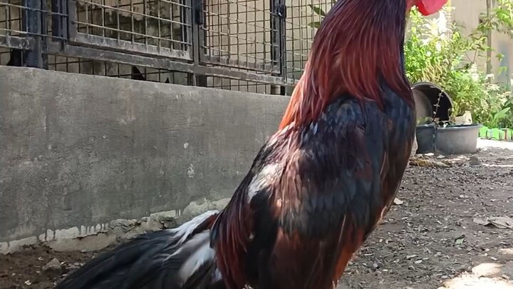 GullxClaret 3x winner