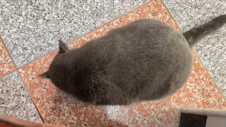 惊现大老鼠