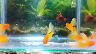 I want to have like this fish