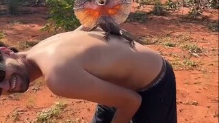 Fringed Lizard: I look so scary, if you don’t run away, I will run away!