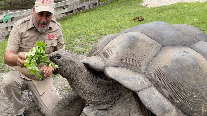Cho rùa Galapagos 104 tuổi nặng 500 pound ăn! [Jay]