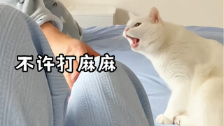 هذا القط لم يُربى عبثًا، إنه حقًا حارسي الشخصي الصغير!