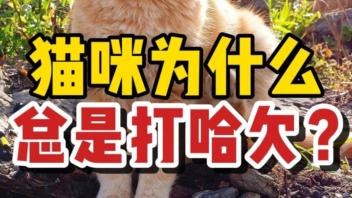 Why Do Cats Always Yawn?