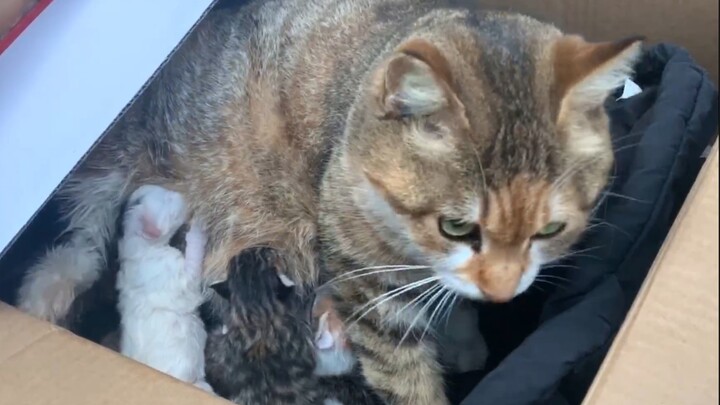 Mother cat seeks help from humans before giving birth