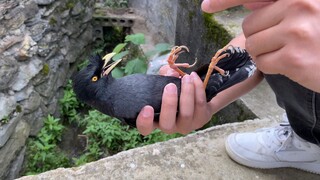 The Myna Knows When to Call "Help"