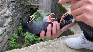 Burung Kerak Tau Kapan Harus Meminta "Tolong"